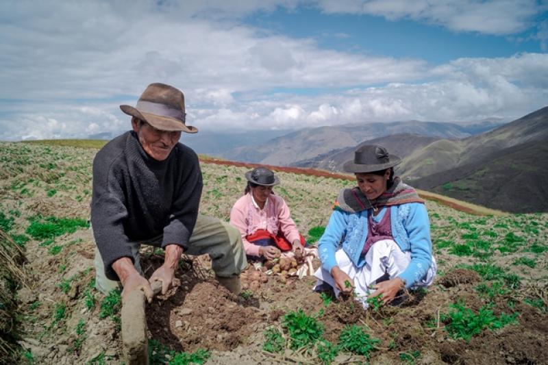 Productores de papa de Huancavelica duplicaron su producción por uso de semilla certificada