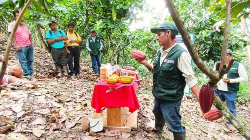 Productores de Pichanaki aprenden técnicas para mejorar calidad del cacao