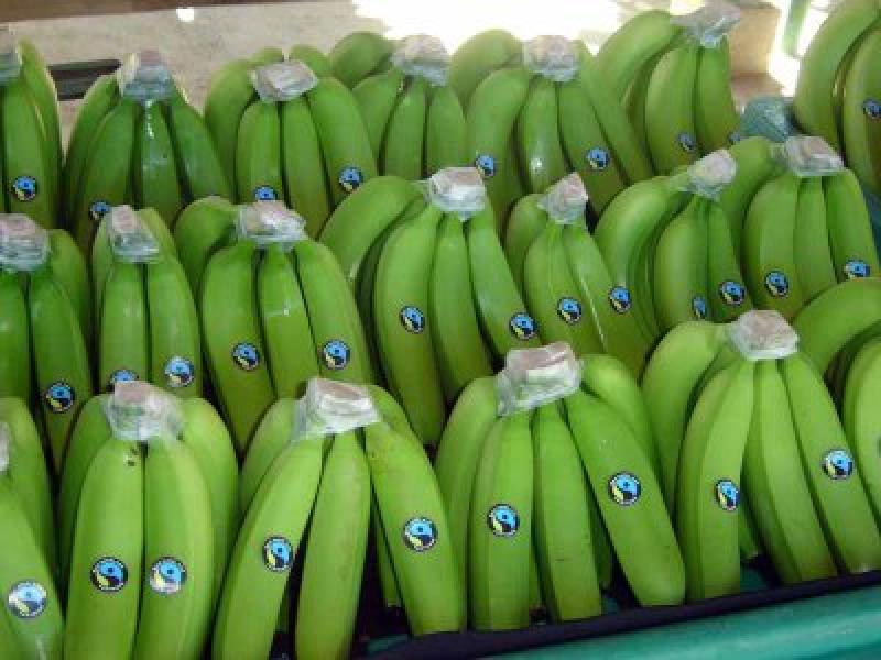 PRODUCTORES DE PIURA EXPORTARÁN BANANO ORGÁNICO  A EUROPA