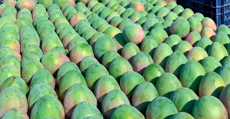 Productores de Piura exportaron 195.922 toneladas de mango en la campaña 2022/2023