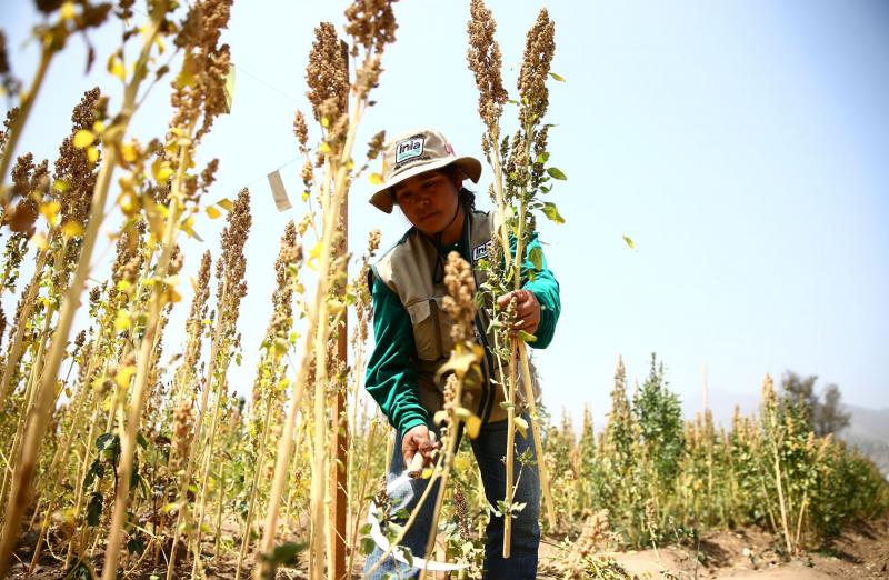 Productores de Sánchez Carrión buscan comercializar granos andinos a Oceanía