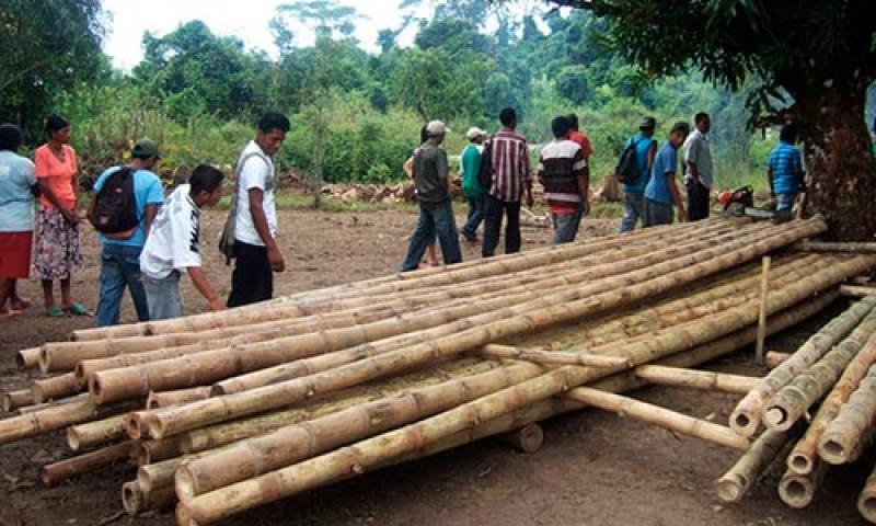 Productores de Tingo María se asocian y aspiran a ganar mercados con la exportación de bambú y derivados