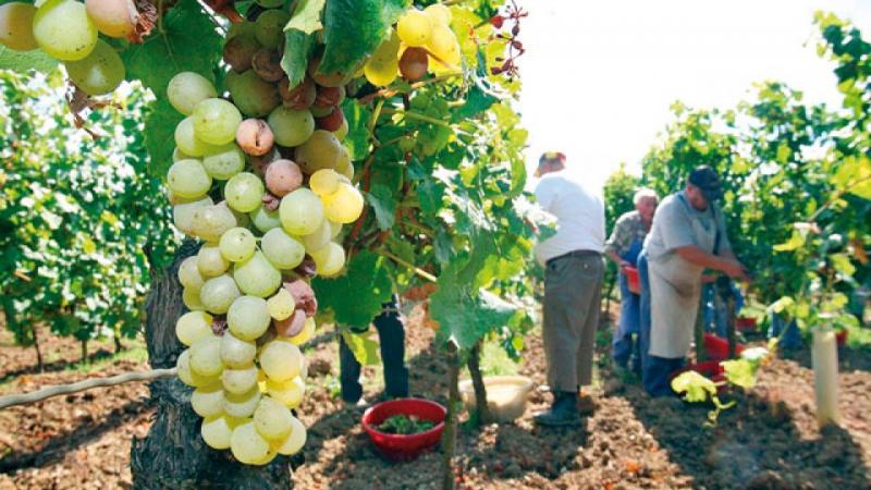Productores de uva de Gran Chimú participarán en rueda de negocios trinacional