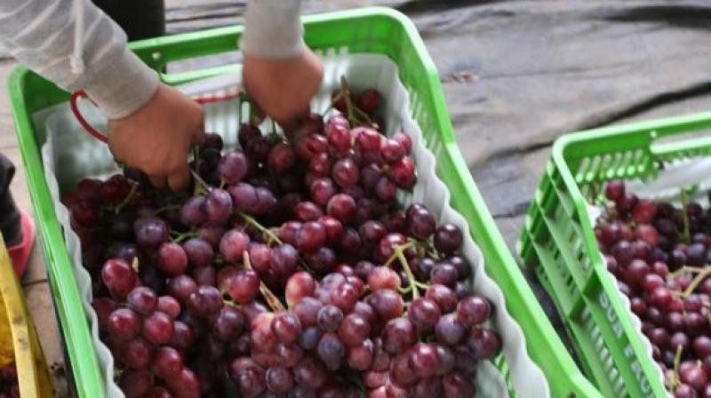 Productores de uva se preparan para cambios varietales en Ica, Chiclayo y La Libertad