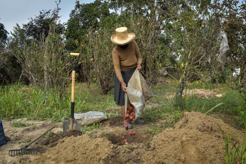 Productores del valle de Chicama intensifican acciones para producir frutos libres de mosca de la fruta