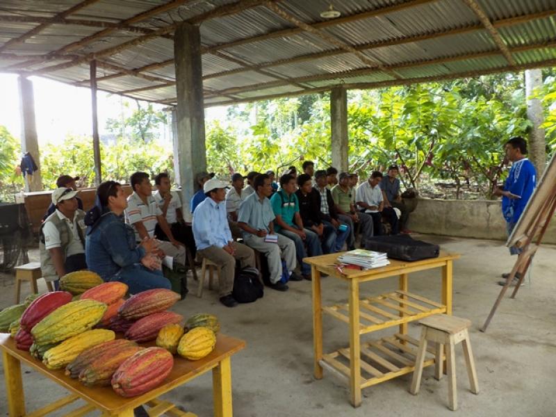 PRODUCTORES DEL VALLE DEL ALTO MAYO (CACVAM) PARTICIPAN HOY EN ENCUENTRO CACAOTERO 