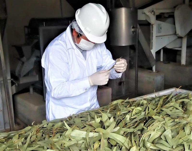 Productores del valle del Mantaro inician exportaciones de hojas secas de eucalipto hacia Alemania
