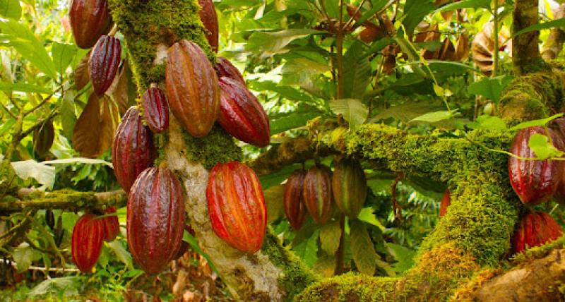 Productores evalúan los peligros asociados al cambio climático sobre los cultivos de café y cacao en la Selva Central