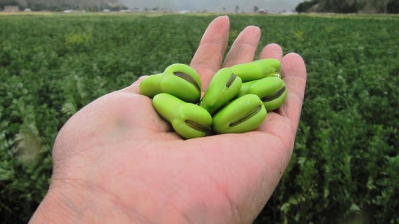 Productores incrementan producción de leguminosas con alta calidad genética