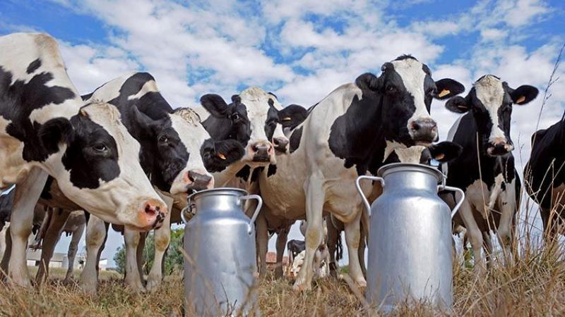 Productores lácteos afirman que pueden vender leche más barata que los industriales