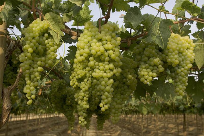 Productores ofrecen más de 6 millones de kilos de uva iqueña