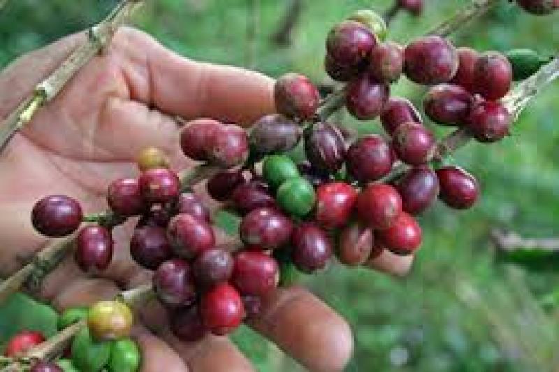 PROGRAMAS DE RENOVACIÓN DE CAFETALES NO HAN TENIDO RESULTADOS ESPERADOS