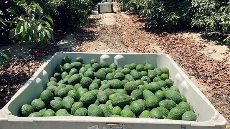 ProHass ajustó volumen de exportación de palta Hass para este año
