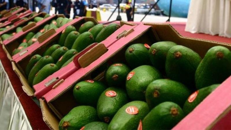 ProHass: exportación de palta Hass de Perú en la campaña 2024 cerraría con 12% menos en volumen respecto a la campaña pasada