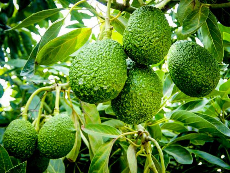 ProHass: Potencialmente el consumo de palta Hass en Malasia tendría un comportamiento similar a lo que se ve en Corea del Sur y China