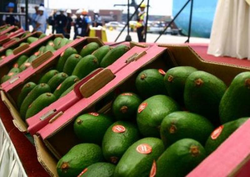 PROHASS: SE EXPORTARON 110 MIL TONELADAS DE PALTA EN CAMPAÑA 2013 