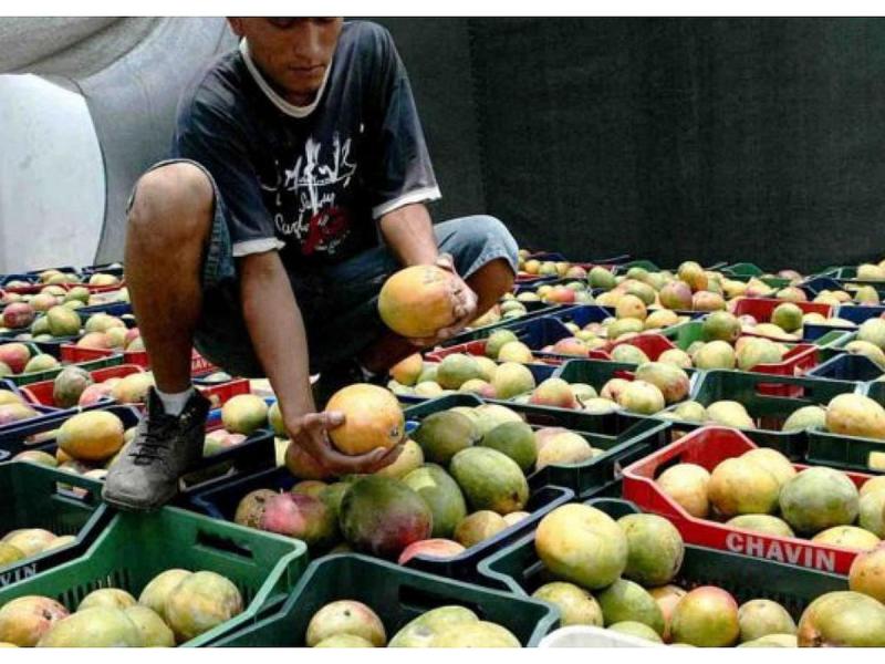 Promango protesta contra medida del Senasa que baja el índice de Mosca Trampa Día y les impedirá seguir vendiendo su fruta