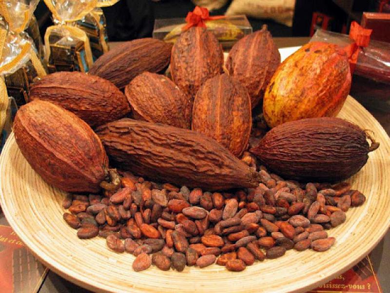 PROMOCIONARÁN CACAO PERUANO EN EUROPA