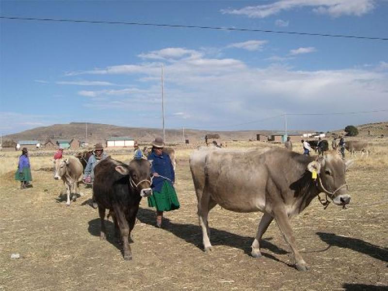 PROMOVERÁN GANADERÍA E INDUSTRIA LÁCTEA EN PUNO