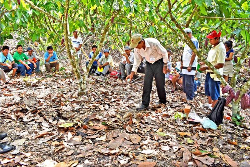 Promueven campaña “Más cosecha de cacao,  más ganancia”
