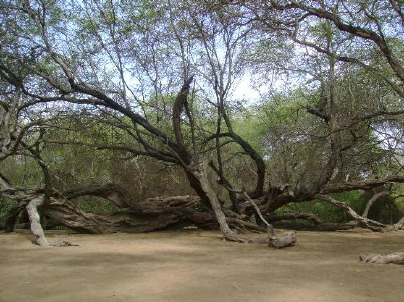 Promueven el sistema silvopastoril en Piura con semillas de especies que se adaptan a la zona