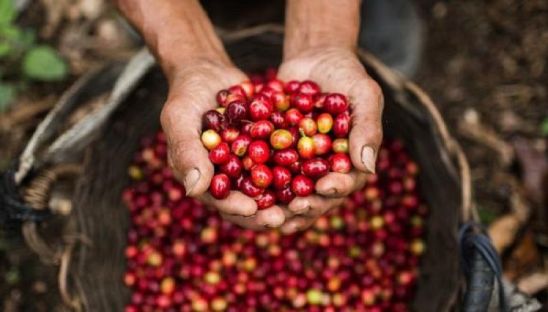 Promueven modelos de caficultura libre de deforestación a cambio de incentivos económicos