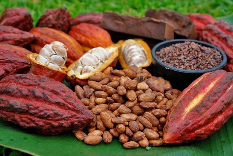 PRONOSTICAN QUE 2014 SERÁ UN BUEN AÑO PARA EL CACAO