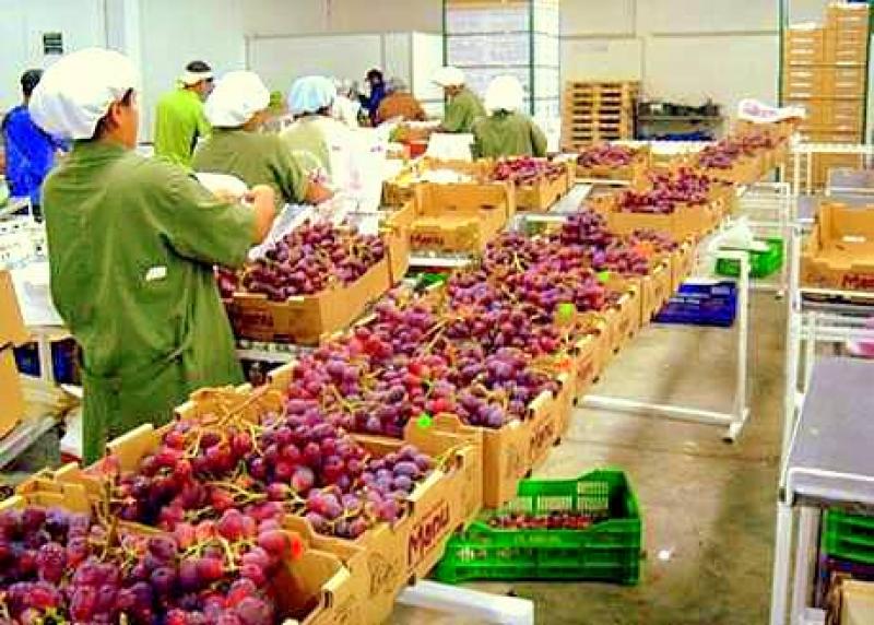 PROVID EXPORTÓ 16 MLLS DE CAJAS DE UVAS COMO PARTE DE LA CAMPAÑA 2013-2014