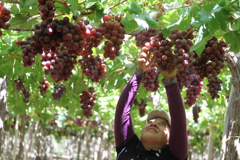Provid: Más de 100 mil empleos en peligro en la industria de uva de mesa por conflictos sociales