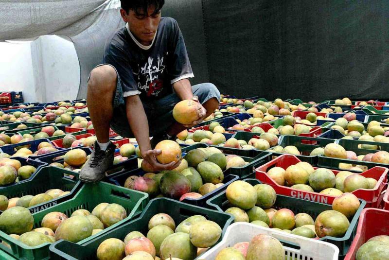 Proyectan declinación en los volúmenes de exportación de mango peruano