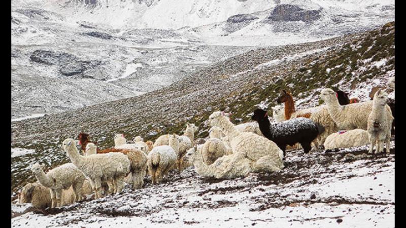 Proyectan proteger a más de 740 mil cabezas de ganado por heladas en Puno