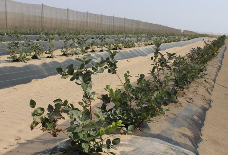 Proyectan Sembrar Mil HectÁrea De ArÁndanos En Olmos En El Primer