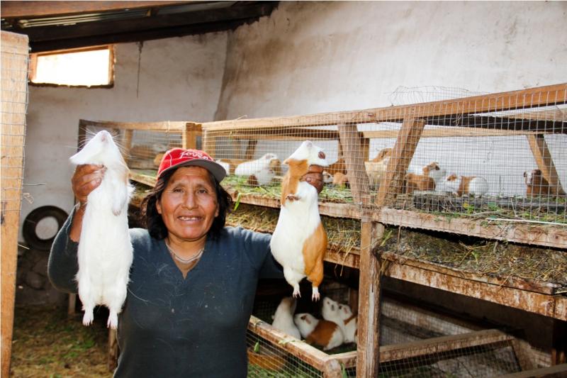 Proyecto de crianza de cuy beneficia a 30 productores de Huánuco