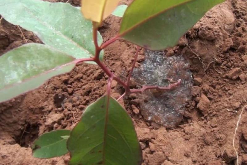 Proyecto de investigación contribuye a mejorar tierras de cultivo de quinua y cañihua