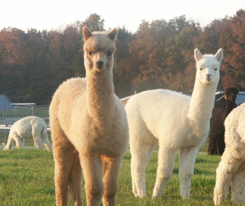 PROYECTO DE MEJORA GENÉTICA DE ALPACAS DE ÉLITE DA PRIMEROS RESULTADOS