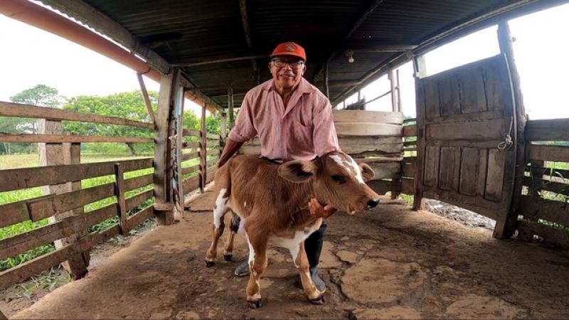 Proyecto Ganadero ha inseminado 10.064 vacas