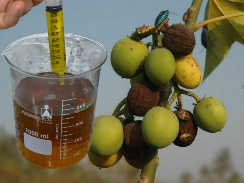 Proyecto que reemplaza diésel por aceite de piñón para generación eléctrica recibe galardón