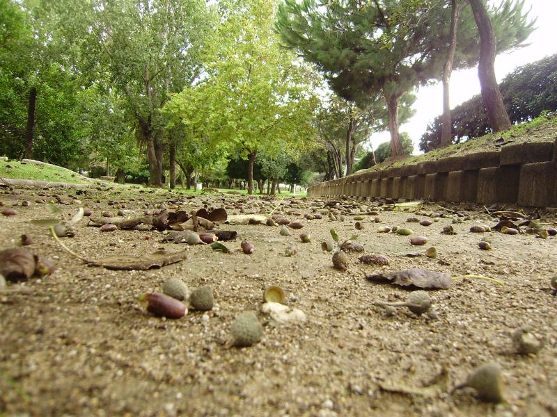 Publican propuesta de Reglamento de Semillas Forestales