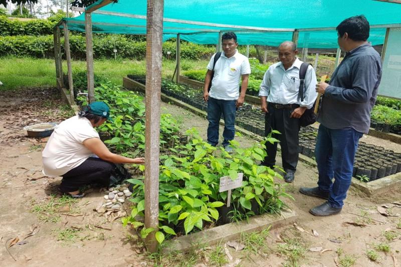 Pueblo Shipibo Konibo desarrolla proyecto para exportar tinte natural