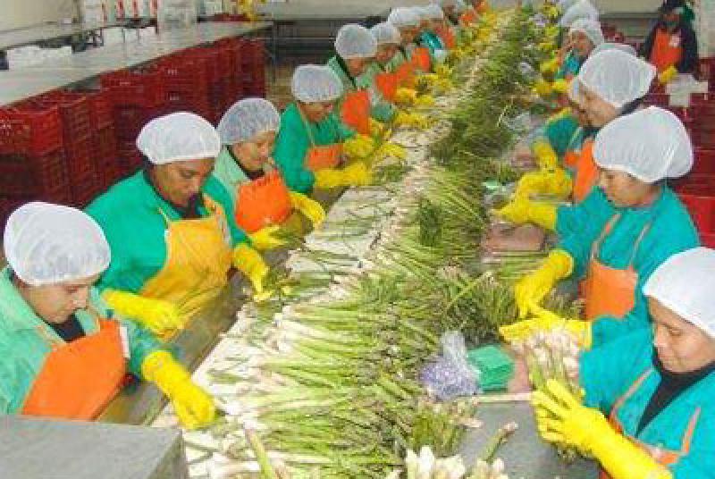 PUESTOS LABORALES RELACIONADOS AL AGRO NO SON CUBIERTOS EN CAJAMARCA, LAMBAYEQUE, PIURA Y TUMBES