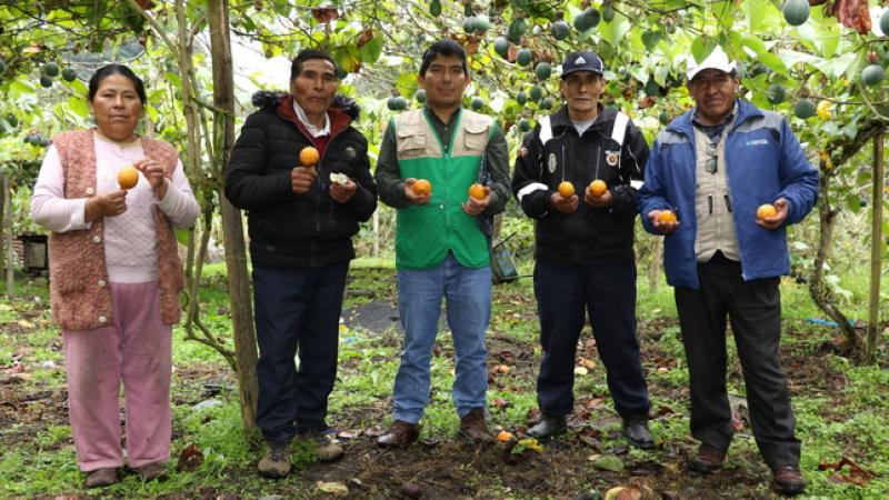 Puno: Devida transfiere S/ 898.978 para reforzar cultivos de granadilla, papayita andina y palto en beneficio de 600 familias