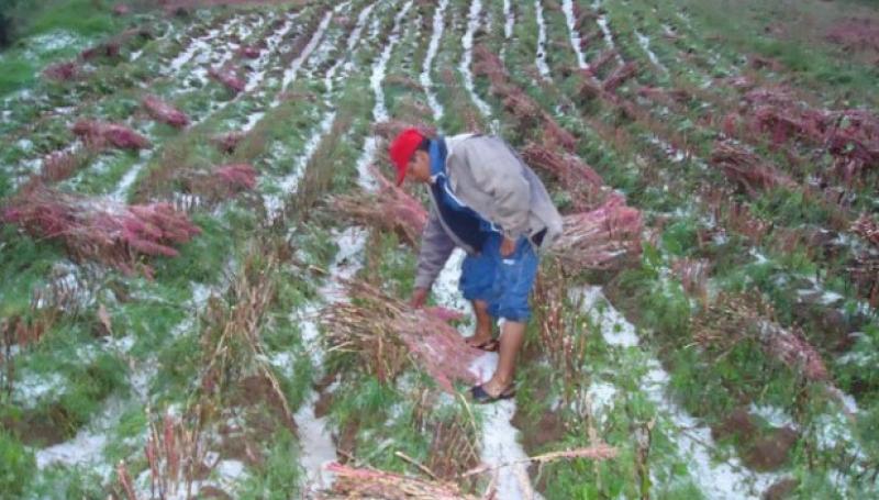 PUNO: ESTA SEMANA CONCLUIRÁ PROCESO DE EVALUACIÓN A CULTIVOS AFECTADOS POR FENÓMENOS CLIMATOLÓGICOS