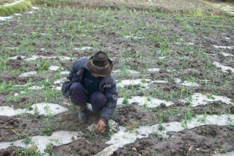 Puno: granizada afectó cultivos de panllevar en cuatro provincias