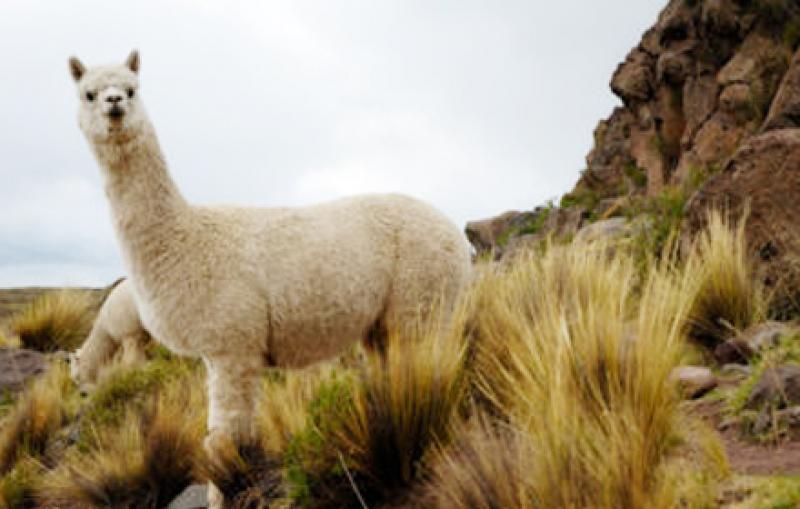 PUNO: INVERTIRÁN S/. 88 MILLONES EN EL MEJORAMIENTO GENÉTICO DE LA ALPACA
