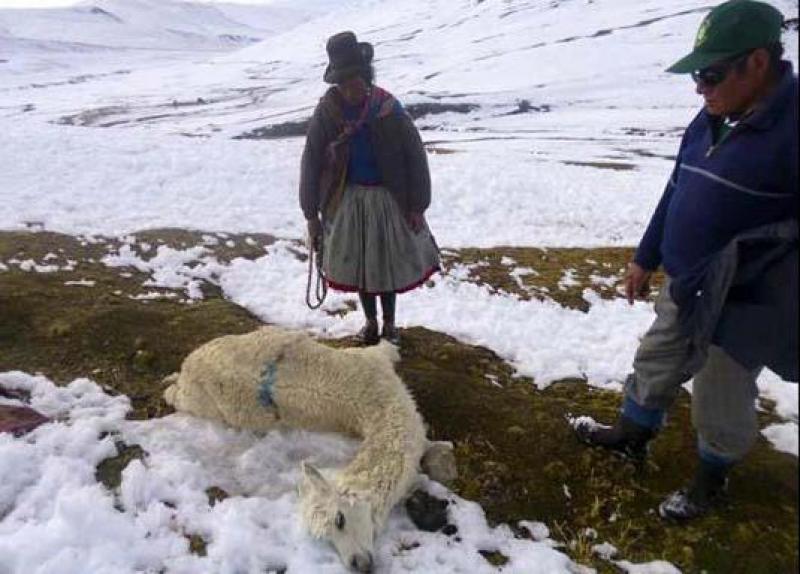 PUNO: MÁS DE 12 MIL CRÍAS DE ALPACA MURIERON POR BAJAS TEMPERATURA