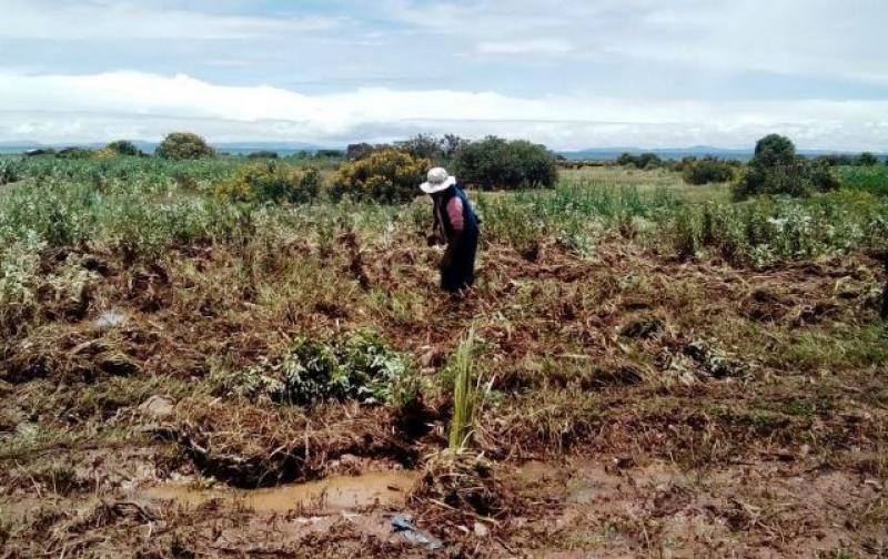 PUNO NECESITA S/ 400 MILLONES PARA REPARAR DAÑOS EN SU AGRICULTURA