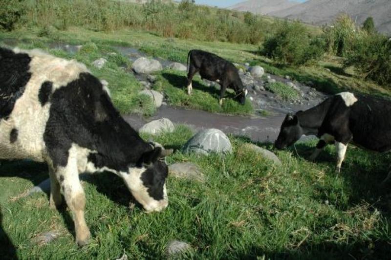 Puno puede convertirse en la primera potencia peruana de leche y carne