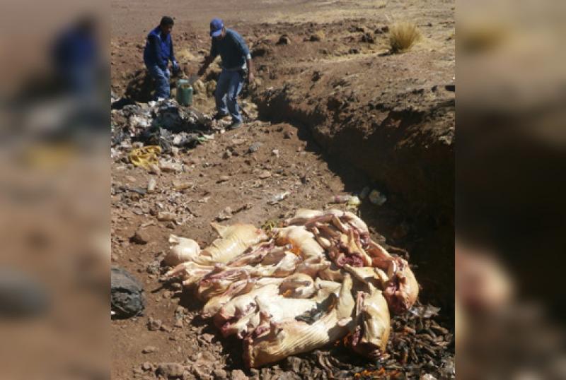 PUNO: SENASA COMISA 12 CARCASAS DE CERDO PROCEDENTE DE BOLIVIA