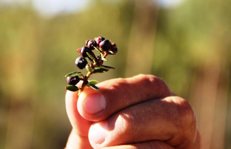 Pushgay, el berry nativo con gran capacidad antioxidante que podría ser una futura superfuta de exportación