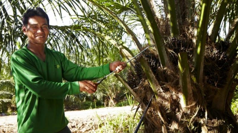 ¿Qué es el Plan Nacional de Desarrollo Sostenible de la Palma Aceitera 2017-2027?